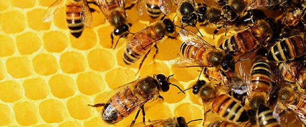 Bienen im Bienenstock (Quelle: pixabay.com)
