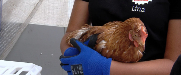 Huhn auf Arm (Quelle: RIK)
