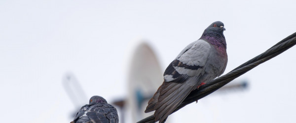 Tauben (Quelle: Pixabay)