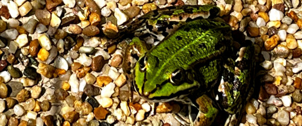 Frosch (Quelle: Stadt Reutlingen)